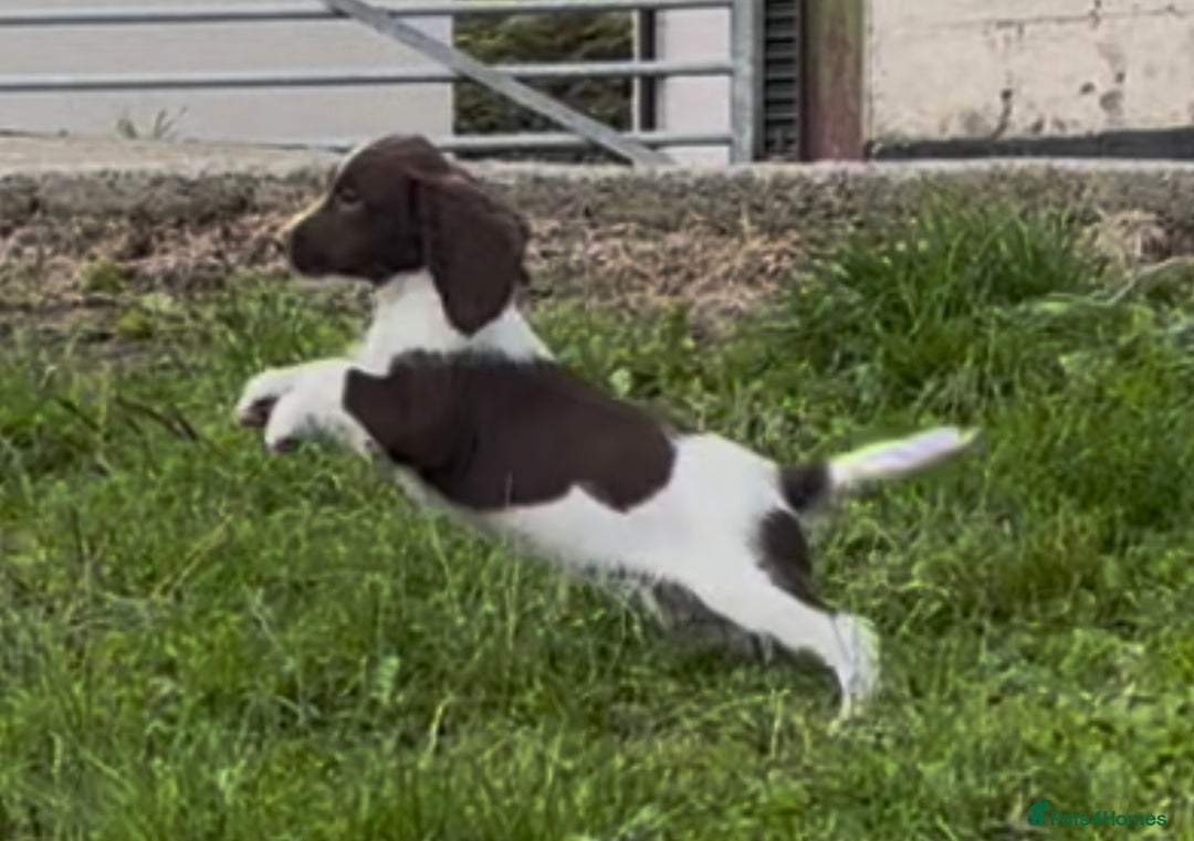 English Springer Spaniel dogs for sale: English springer spaniel - Image 9
