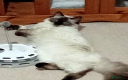 Ragdoll cats for sale: Beautiful Ragdoll Cat - Image 2
