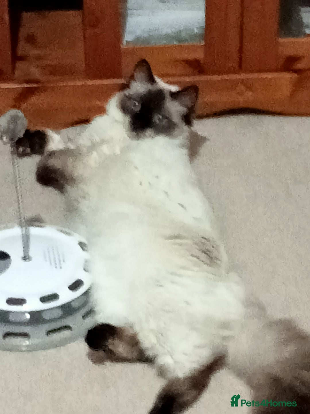 Ragdoll cats for sale: Beautiful Ragdoll Cat - Image 2