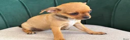 Chihuahua dogs for sale: Adorable Chihuahua Puppies - Advert 3