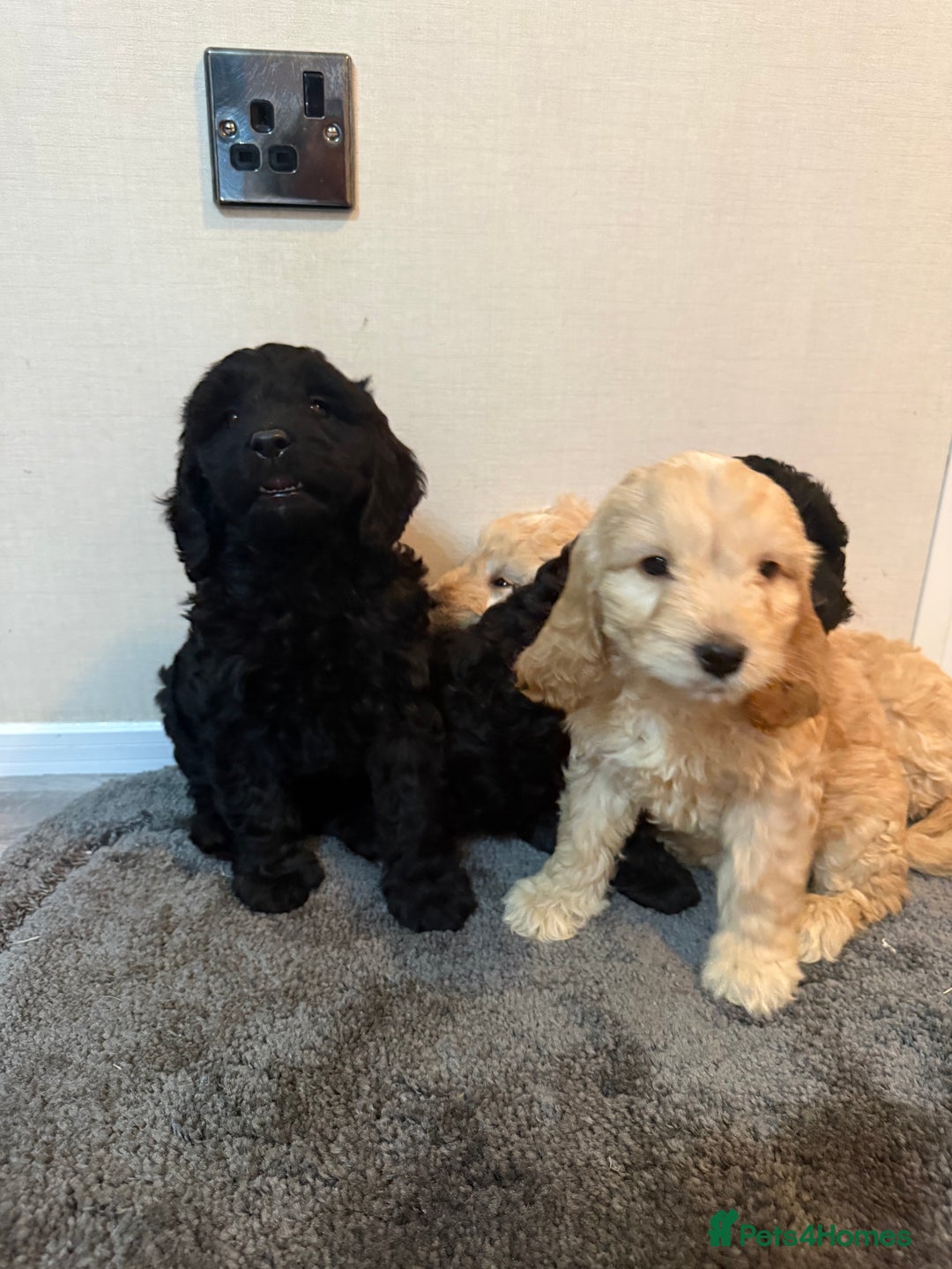 Cockapoo dogs for sale: Cockapoo puppies - Advert 36