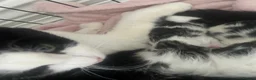 Domestic Shorthair cats for sale: 3 kittens ready for a new hom - Advert 8