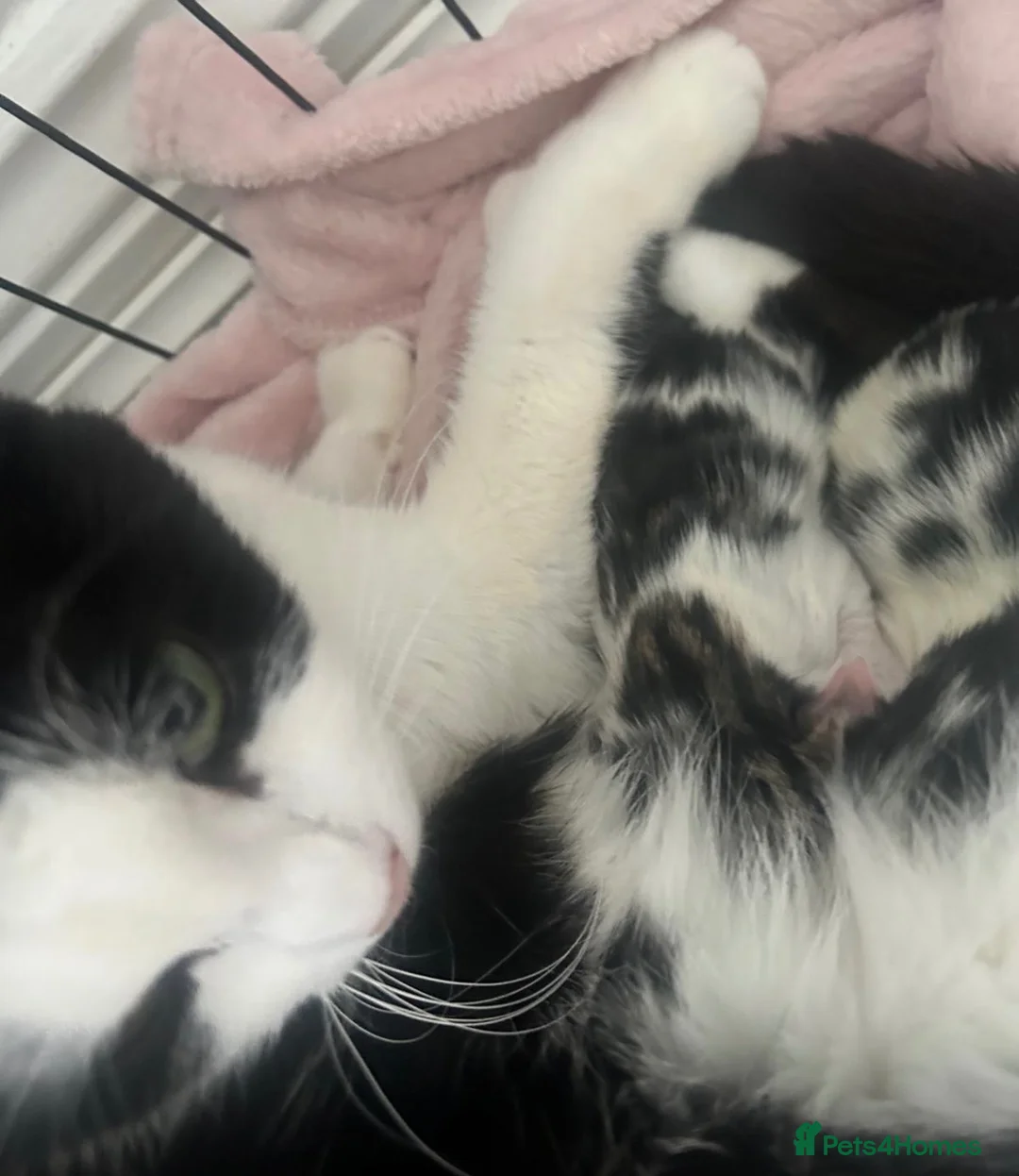 Domestic Shorthair cats for sale: 3 kittens ready for a new hom - Advert 8