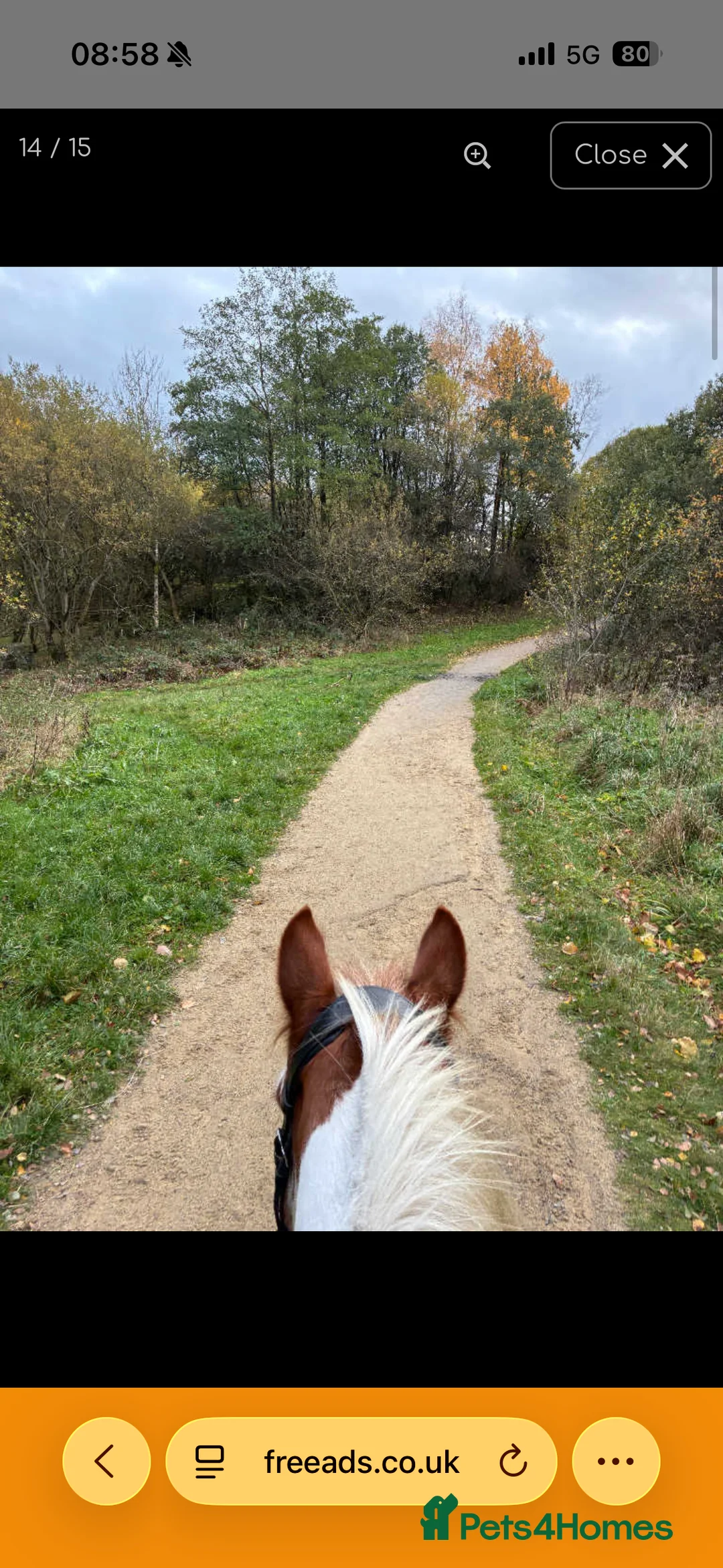 Irish Cob horses for sale: Joey 14.2 Cob  - Advert 6
