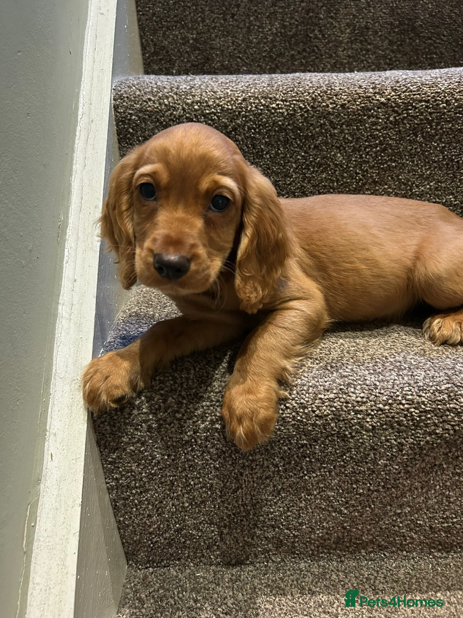 Cocker Spaniel dogs Working cocker spaniel kc registered boys only  - Advert 1