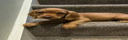 Cocker Spaniel dogs for sale: Working cocker spaniel kc registered boys only  - Advert 3