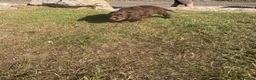 Sprocker dogs for sale: Sprocker Spaniel Pups- READY TO GO - Advert 8