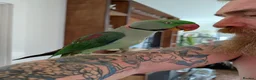 Ringnecks birds for sale: Alexander ringneck  in London - Advert 3
