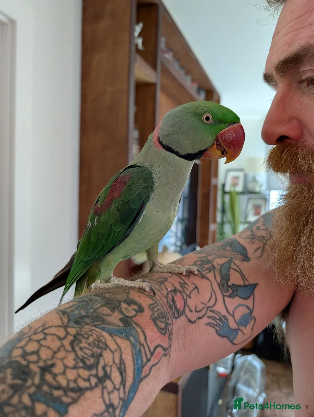 Ringnecks birds for sale: Alexander ringneck  in London - Advert 3