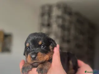 Rottweiler dogs Rottweiler pups ready to reserve. - Advert 6