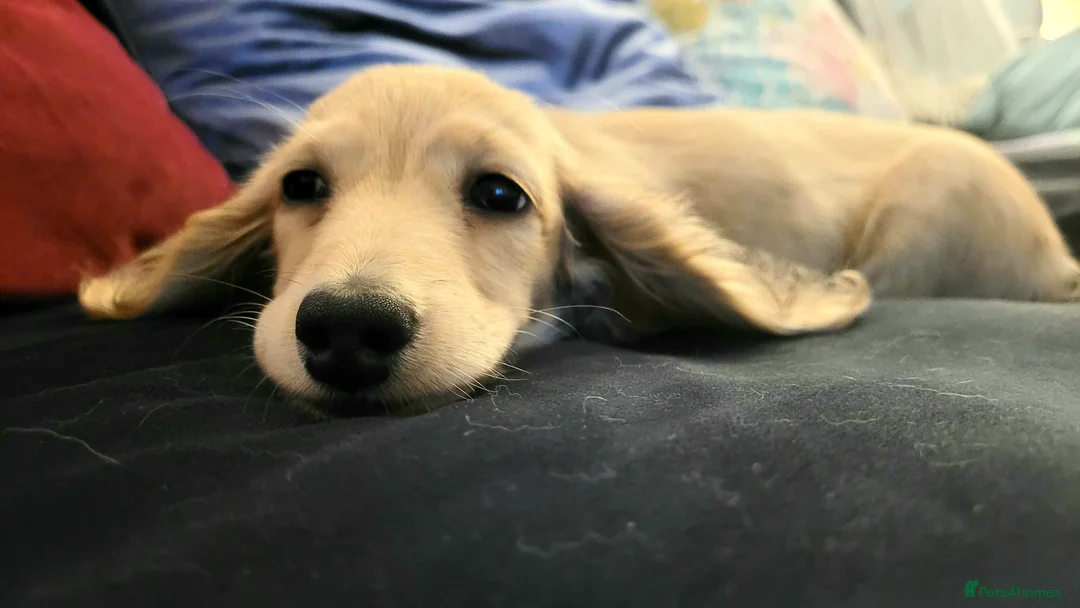 Miniature Dachshund dogs for stud: Quality Cream Long Haired Mini Dachshund in Launceston - Advert 6