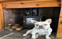 French Bulldog dogs for stud: REGGIE available for stud🔥🔥🔥 in Bradford - Image 9