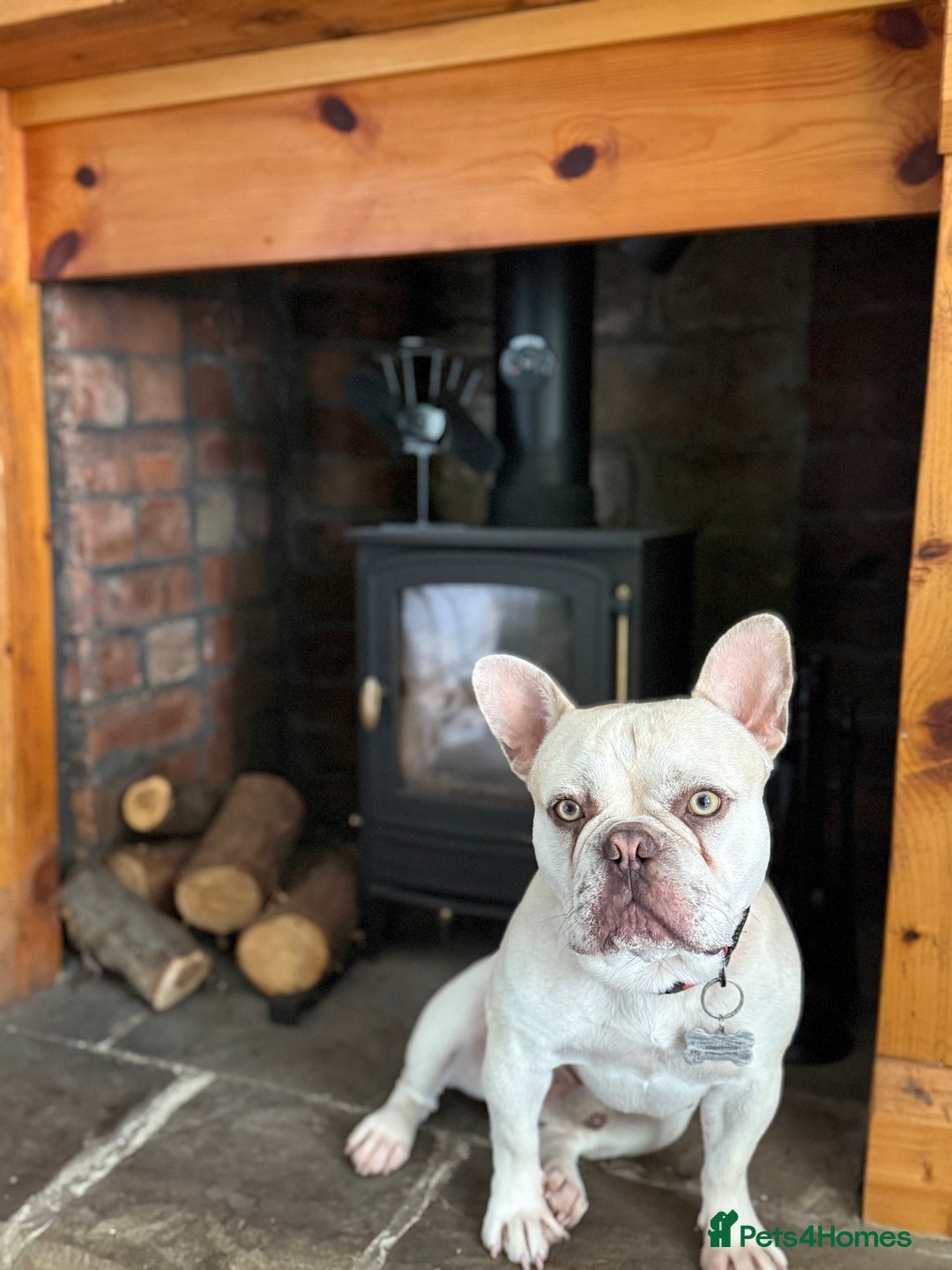 French Bulldog dogs for stud: REGGIE available for stud🔥🔥🔥 in Bradford - Image 9