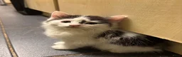 Turkish Angora cats for sale: 3 beautiful kittens ready to find a loving home  - Advert 10