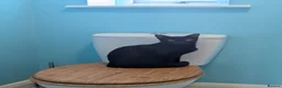 British Shorthair cats for sale: 4 black kittens  in Llanerchymedd - Advert 7