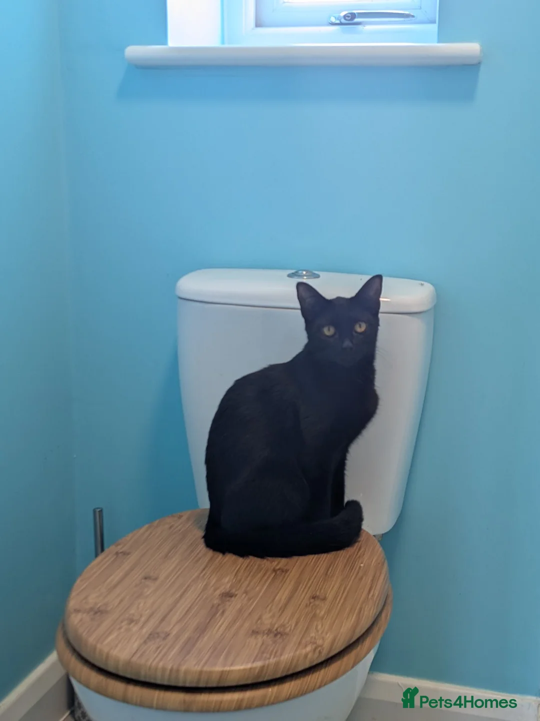 British Shorthair cats for sale: 4 black kittens  in Llanerchymedd - Advert 7