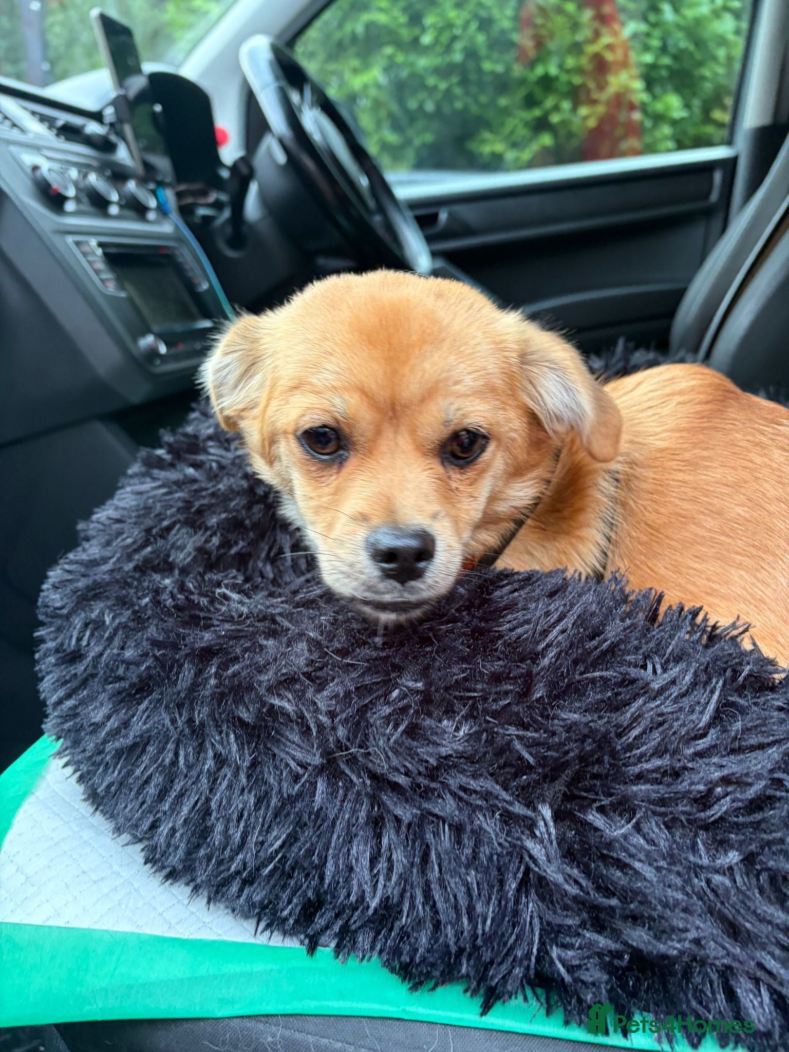Mixed Breed dogs ❤️🐶 MYLA – 3,5 KG OF LOVE, CURIOSITY AND FUN - Advert 1