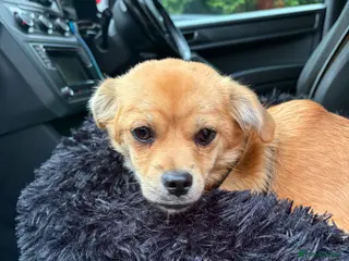 Mixed Breed dogs ❤️🐶 MYLA – 3,5 KG OF LOVE, CURIOSITY AND FUN - Advert 1