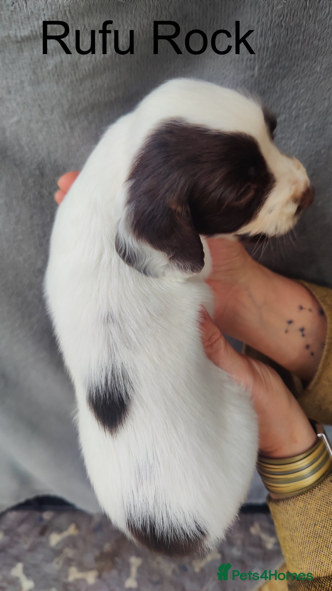 English Springer Spaniel dogs for sale: Highest Quality 8 DNA tested CLEAR KC reg puppies - Image 16