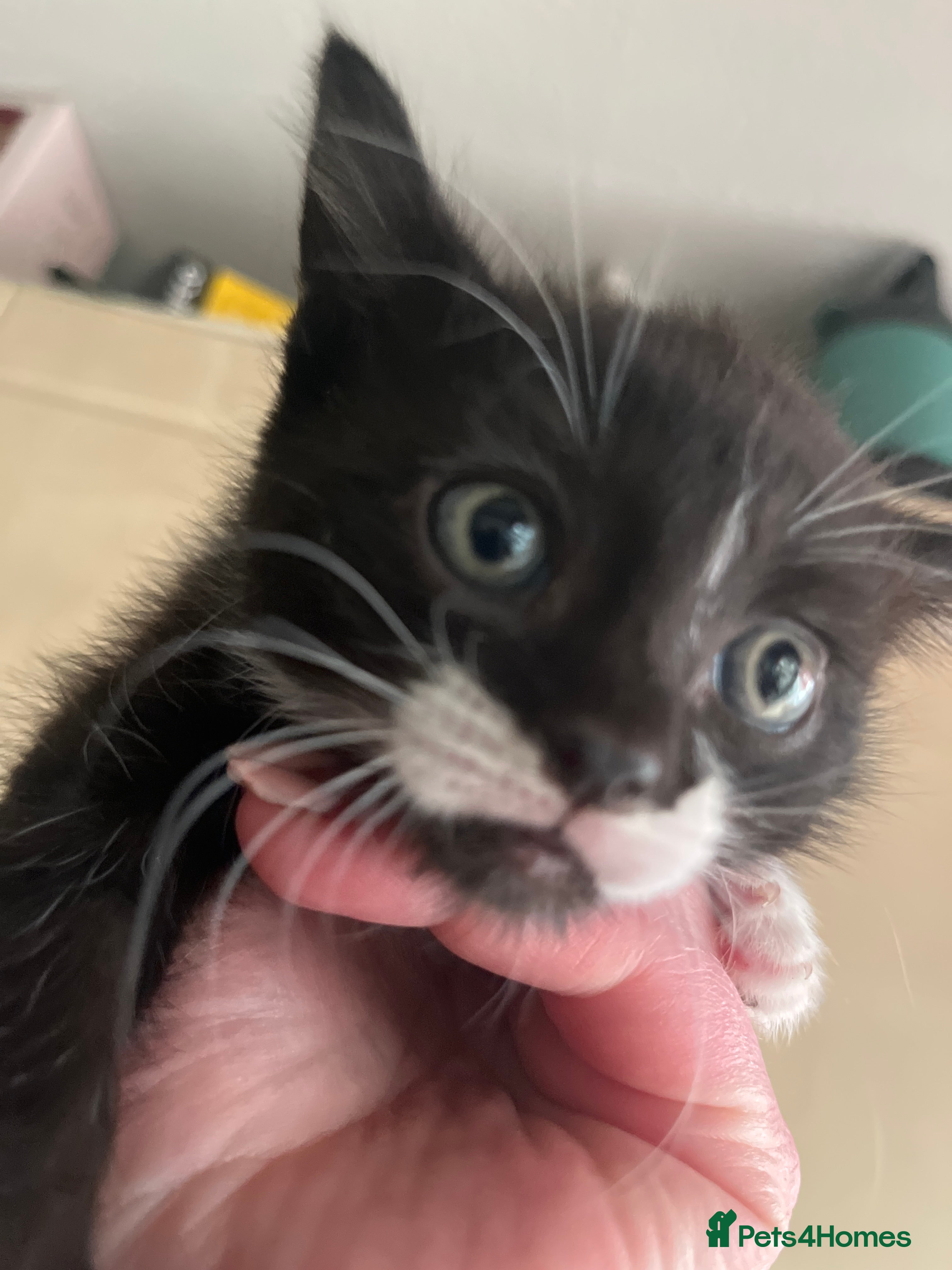 Mixed Breed Kitten 3