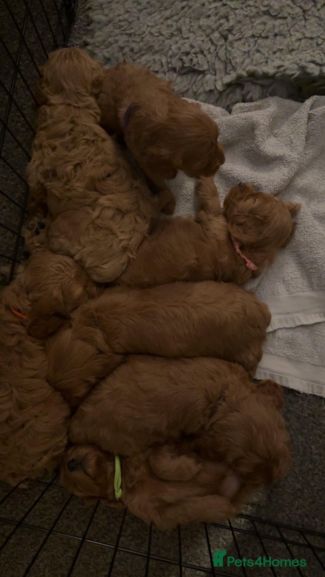 Cockapoo dogs for sale: Cockapoo F1 - Advert 6