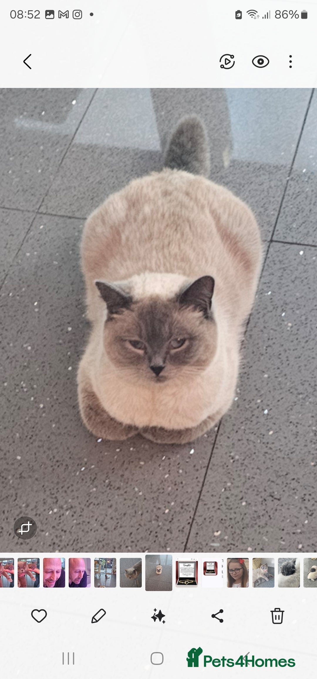 British Shorthair cats 6 gorgeous bsh  kittens . - Advert 1