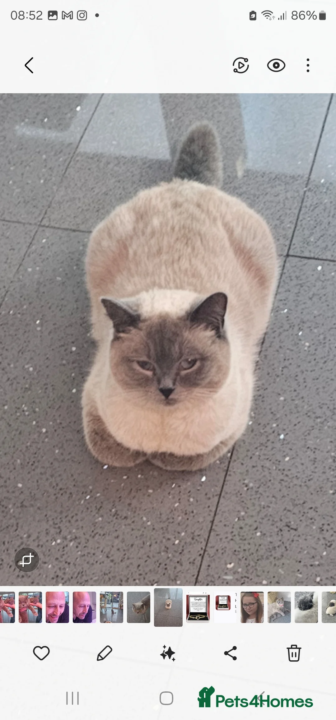 British Shorthair cats for sale: 6 gorgeous bsh  kittens . - Advert 1