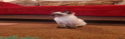 Ragdoll cats for sale: Ragdoll kittens - Advert 6