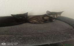 Mixed Breed cats for sale: Kittens - Image 3