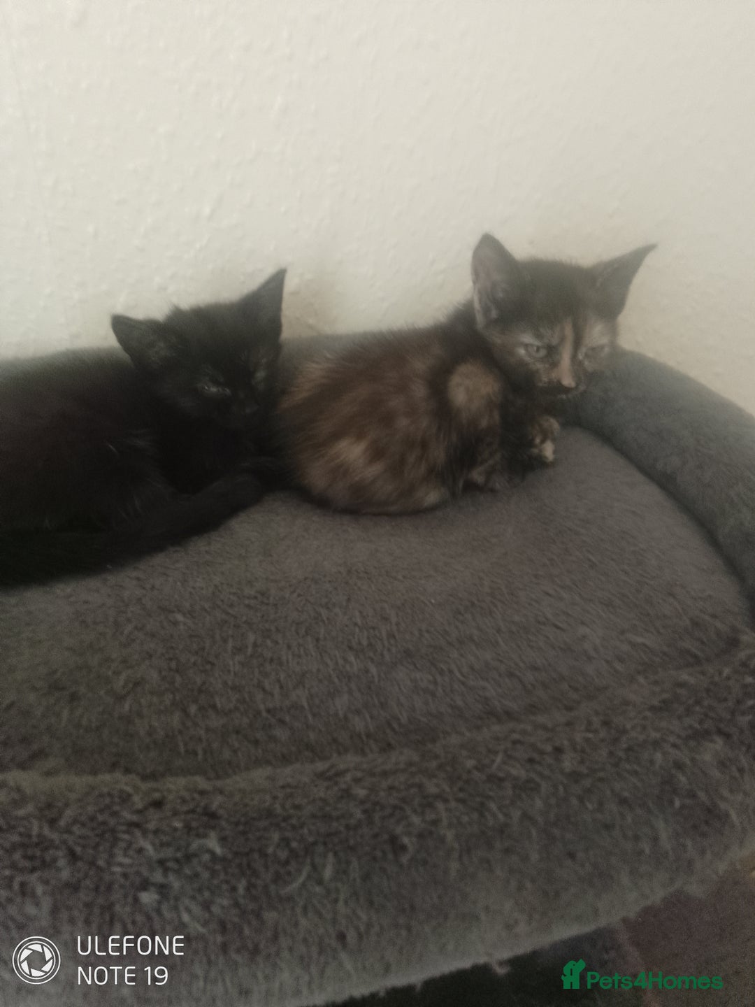 Mixed Breed cats for sale: Kittens - Image 3