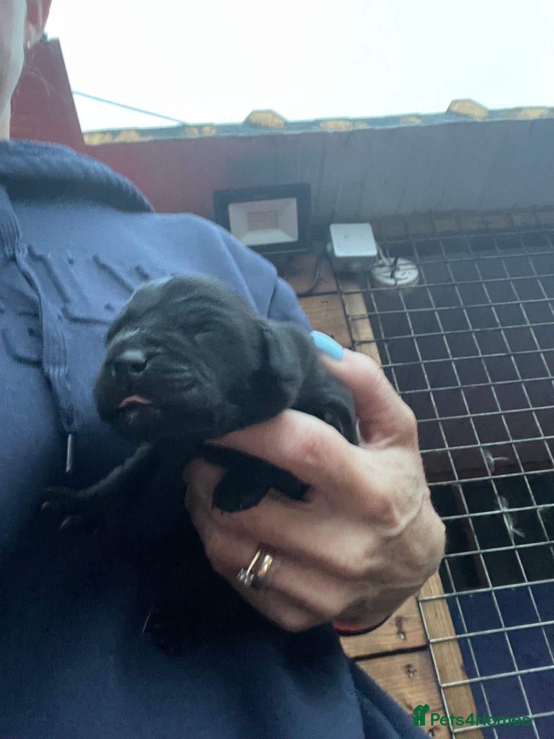 Labrador Retriever dogs for sale: Chunky Labrador pups, fully health tested parents  - Image 7