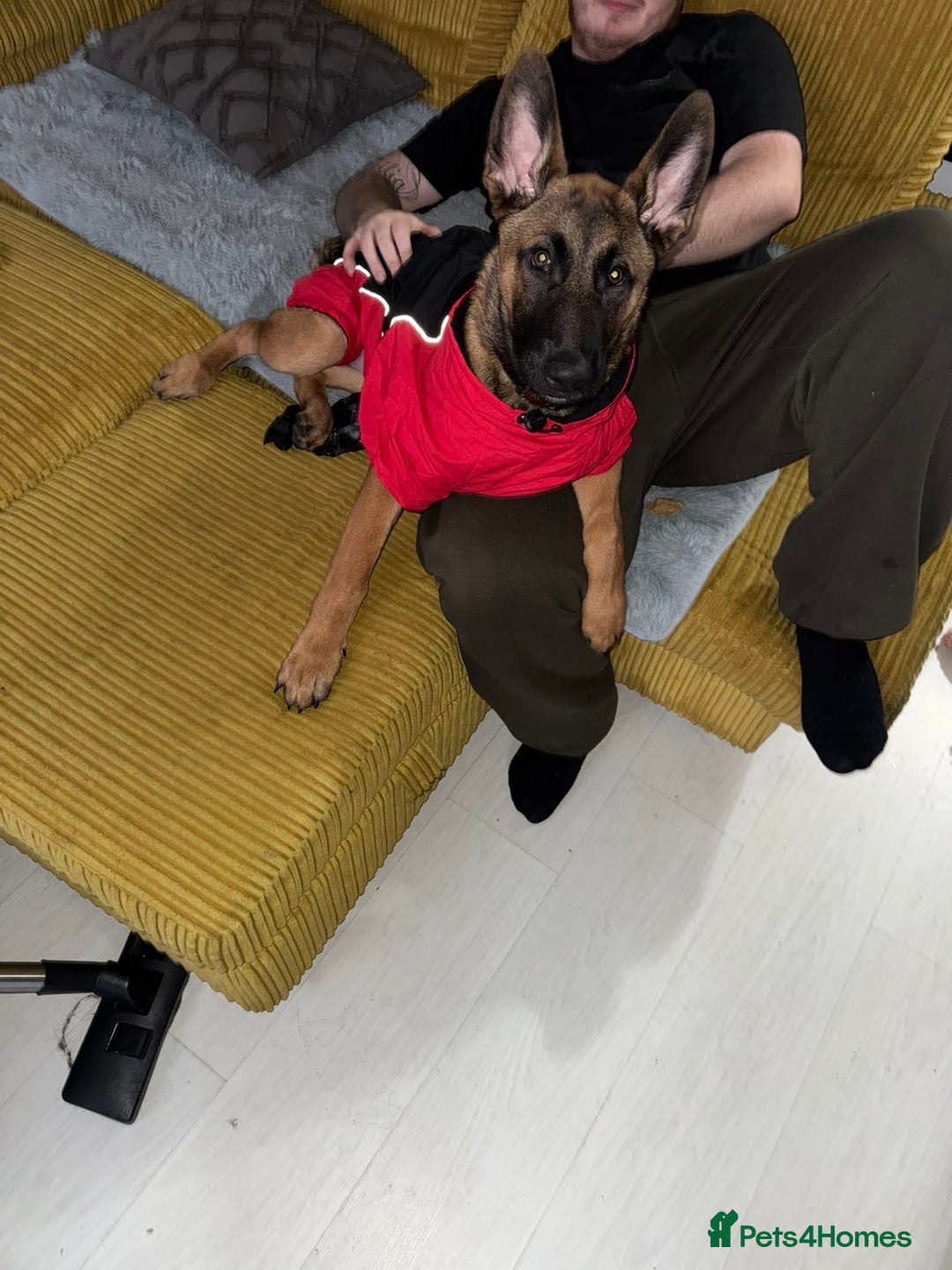 Belgian Shepherd Dog dogs for sale: 5 month old Belgium malinois puppy - Advert 4