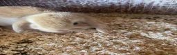 Mini Lop rabbits for sale: 2 mini lop bunnies - Advert 9