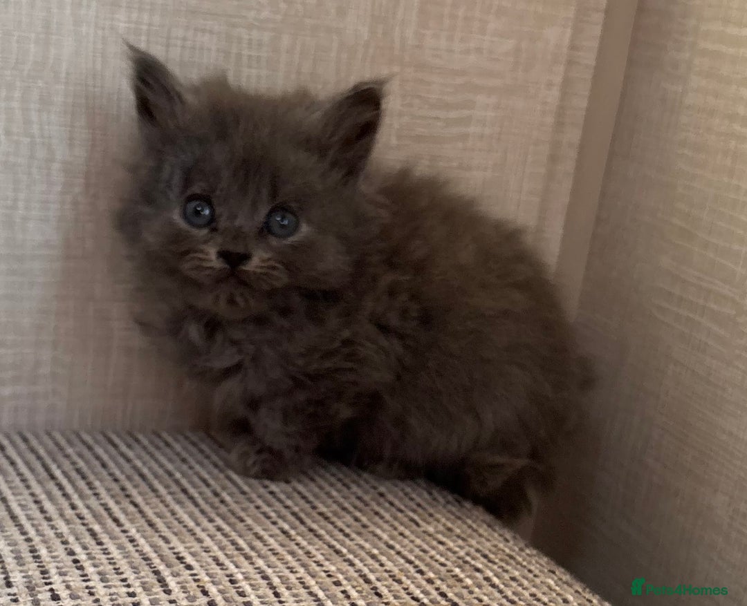 British Shorthair cats for sale: British Shorthair Kittens. - Advert 11