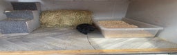 Mini Lop rabbits for sale: Black female mini lop buns  - Advert 3