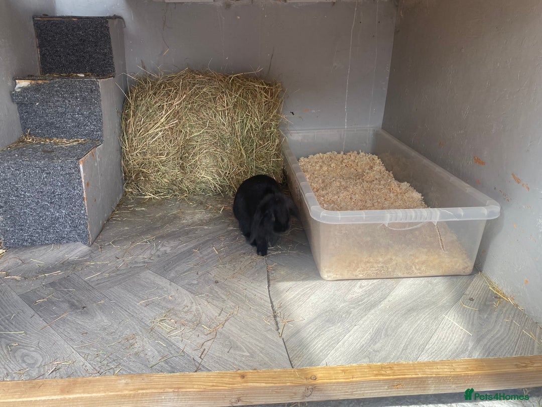 Mini Lop rabbits for sale: Black female mini lop buns  - Advert 3