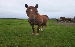 Irish Thoroughbred horses for sale: 15'1 Thoroughbred For Sale - Image 7