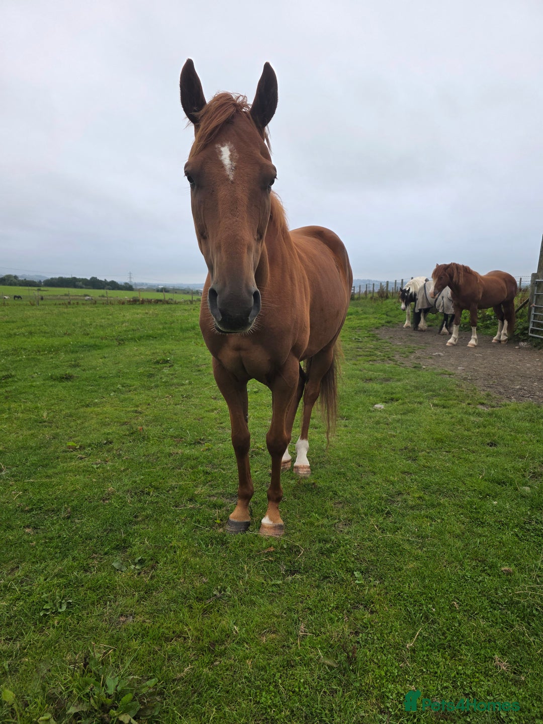 Irish Thoroughbred horses for sale: 15'1 Thoroughbred For Sale - Image 7