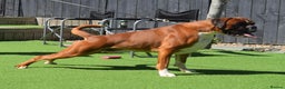 Boxer dogs for stud: Fully Health tested euro / kc reg Boxsanuk Gelso  in Newcastle upon Tyne - Advert 4