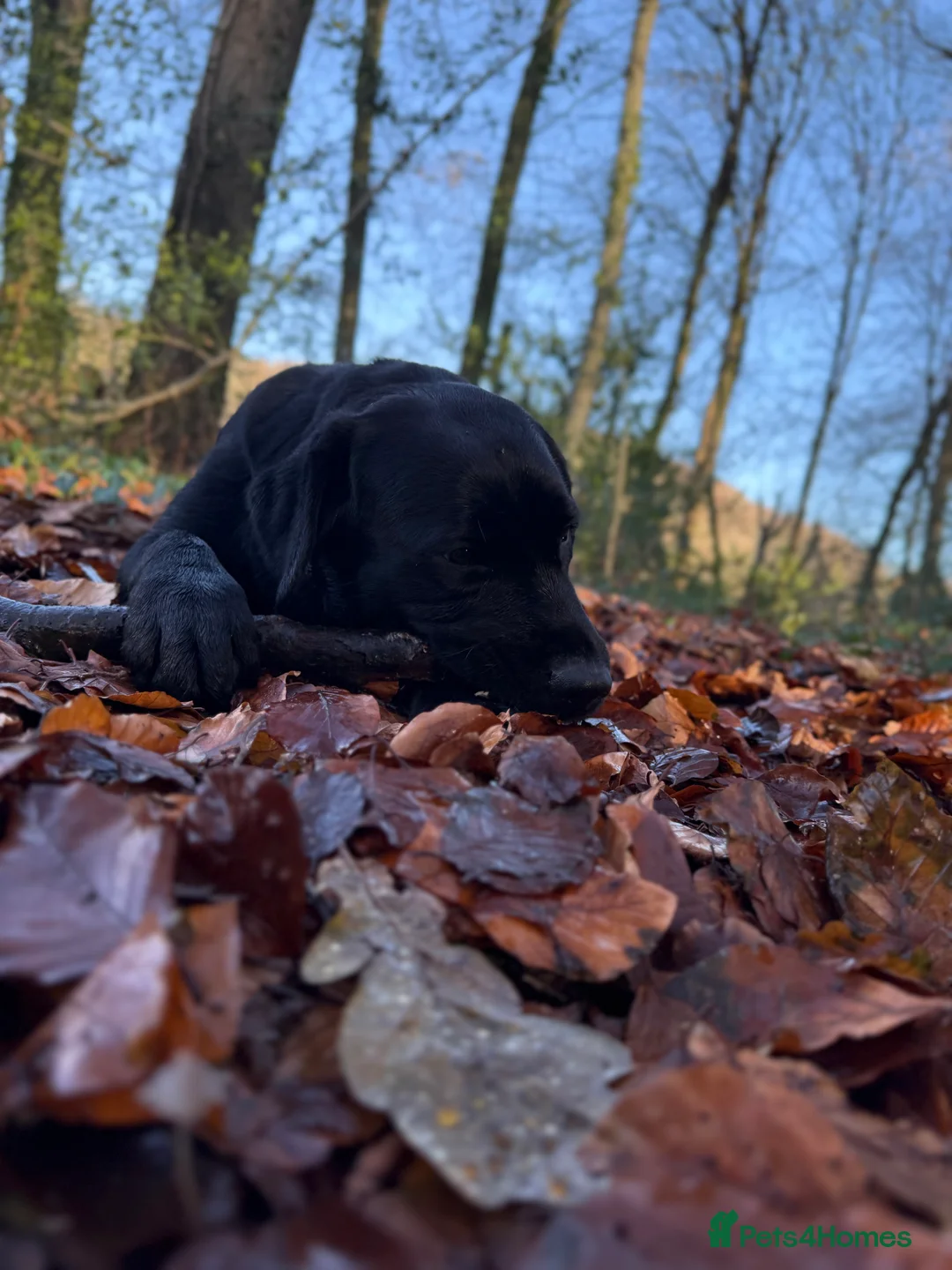 Labrador Retriever dogs for sale: Kc Labrador girl  - Advert 3