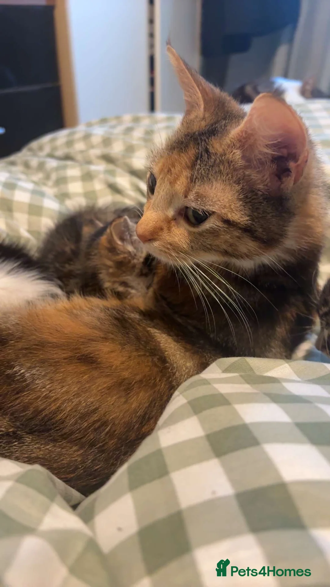 Mixed Breed cats for sale: two handsome boys looking for their forever homes in Llantwit Major - Advert 7