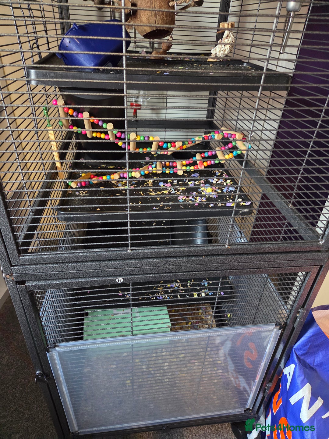 Rat rodents for sale: 3x female rate and set up - Advert 3