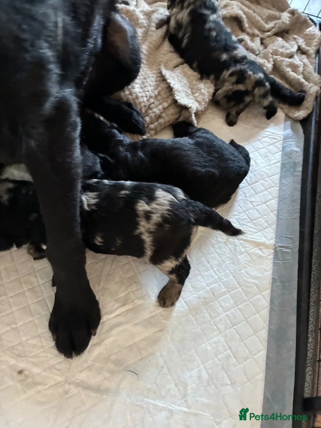 Labradoodle dogs for sale: Blue Merle black miniature labradoodles - Advert 2