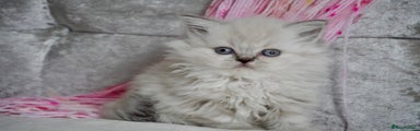 Scottish Fold Kitten 3