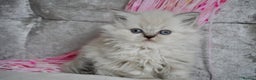 Scottish Fold cats for sale: ❣️Scottish Fold Kittens❣️ - Advert 13