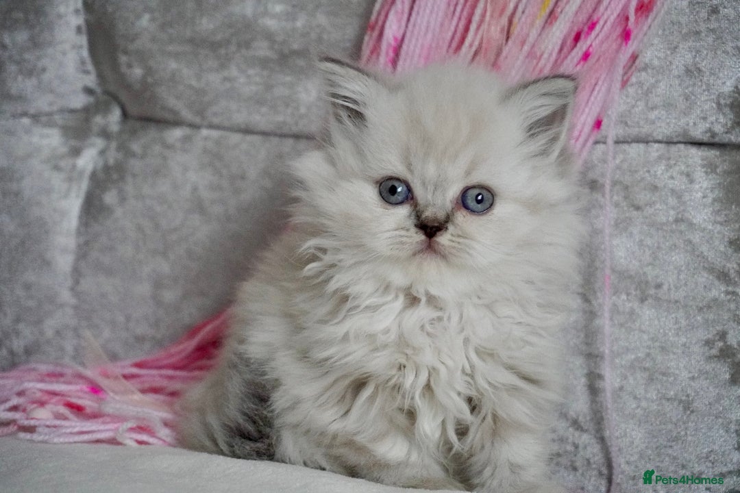 Scottish Fold cats for sale: ❣️Scottish Fold Kittens❣️ - Image 2