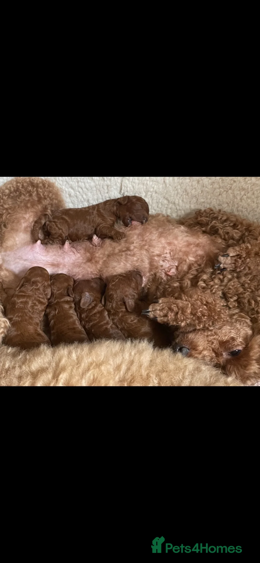 Toy Poodle dogs for sale: Red Toy poodle in Yeovil - Advert 2
