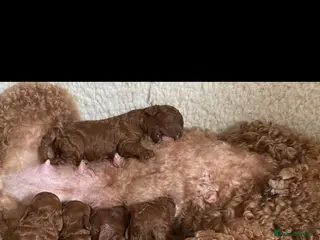 Toy Poodle dogs Red Toy poodle - Advert 3