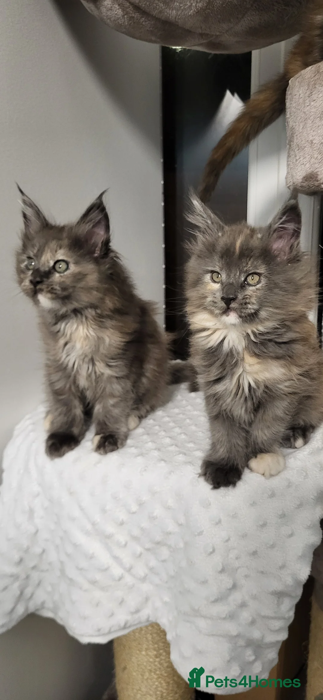 Maine Coon cats for sale: GCCF - Maine Coon Kittens - Advert 6
