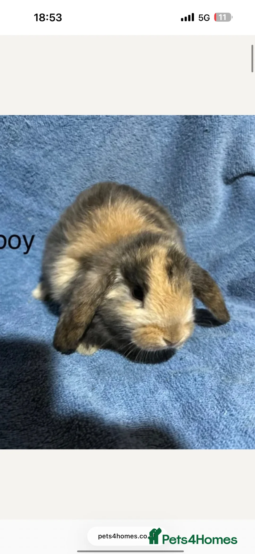 Mini Lop rabbits for sale: Gorgeous male lop bunny  in Keighley - Advert 11